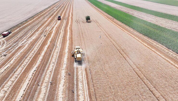 Lalapaşa’da şartlı hasat