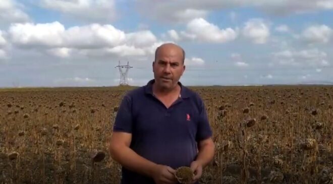 Ayçiçeğinde verim düşük