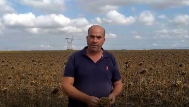 Ayçiçeğinde verim düşük