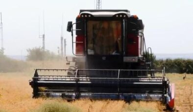 Belediye ektiği nohudu hasat etti