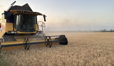 ‘Ortalama 500 kilo verim alındı’