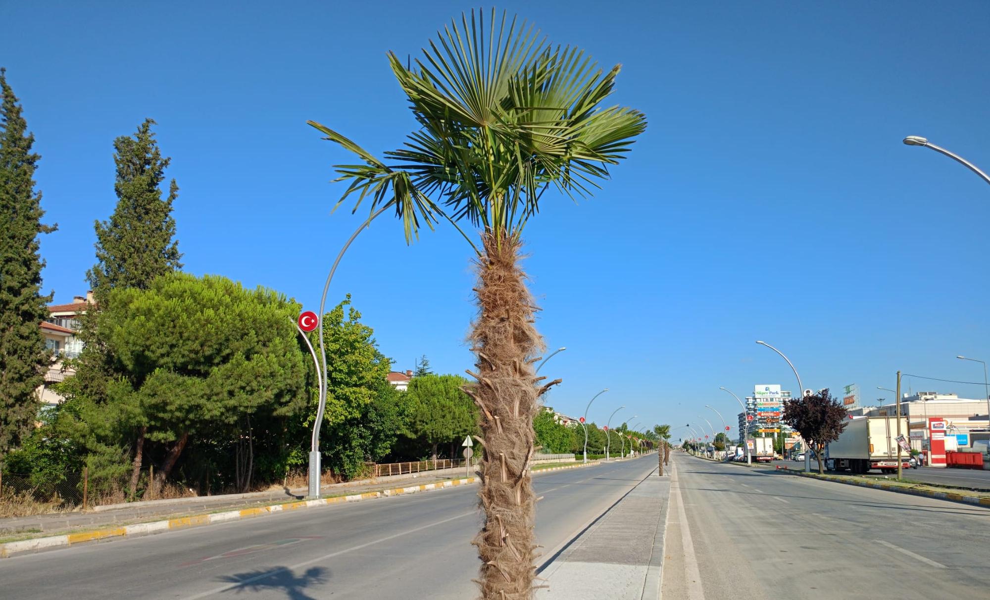 ‘Palmiye Edirne’de yaşayamaz’