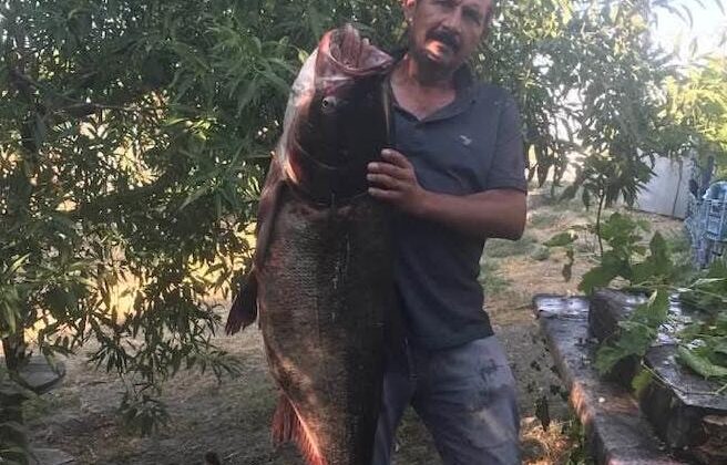 Meriç’te dev sazan yakalandı