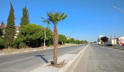 ‘Palmiye Edirne’de yaşayamaz’