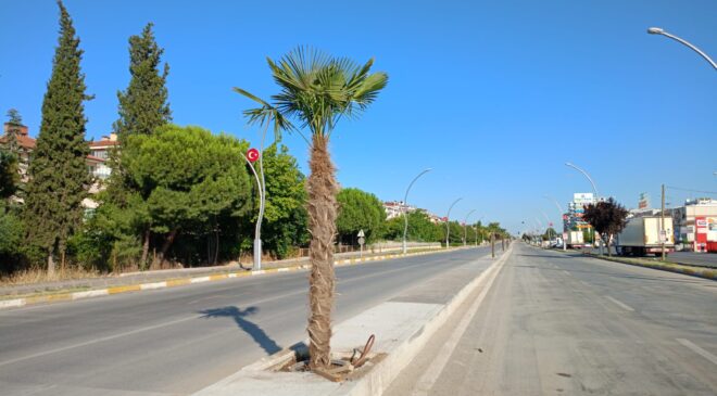 ‘Palmiye Edirne’de yaşayamaz’
