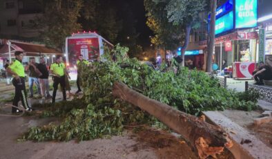 Kaldırımdaki ağaç yola devrildi