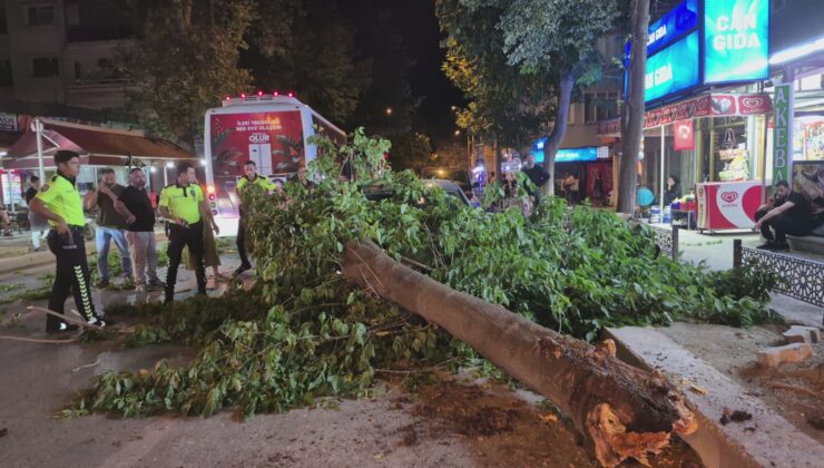 Kaldırımdaki ağaç yola devrildi