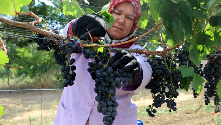 “Trakya İlkeren” üzümünde hasat başladı
