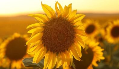 Ayçiçek yağında gümrük vergisi düşürüldü