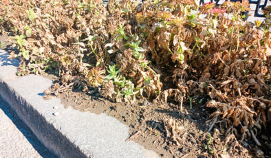 Çiçekler kurudu estetik gitti