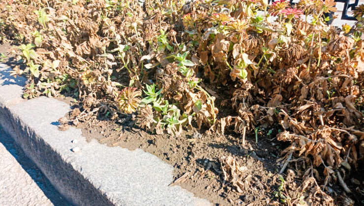 Çiçekler kurudu estetik gitti