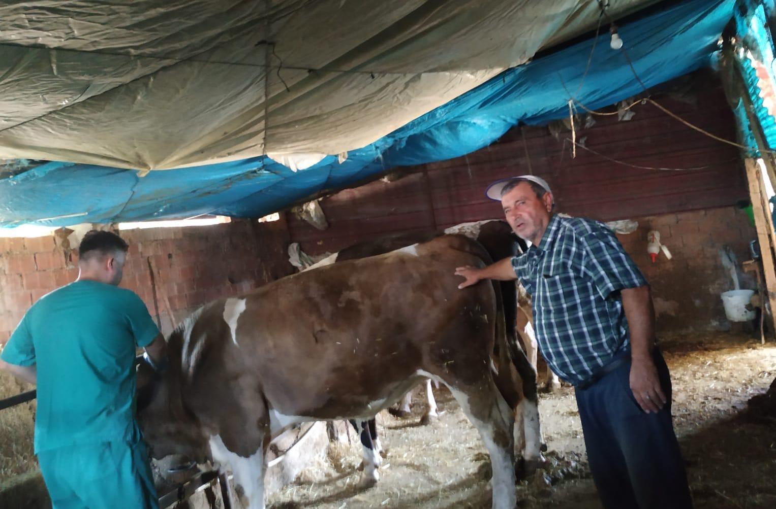 Büyükbaş hayvanlara şap aşısı