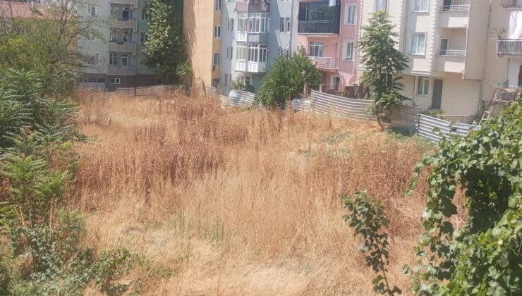 Kuru otlar mahalleliyi korkutuyor