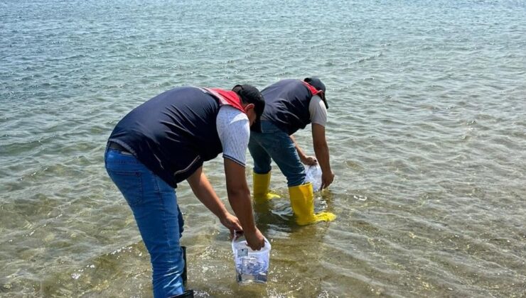 1,8 milyon yavru sazan göletlere bırakıldı