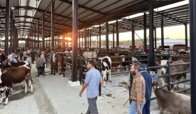 Havsa Canlı Hayvan Pazarı açılıyor
