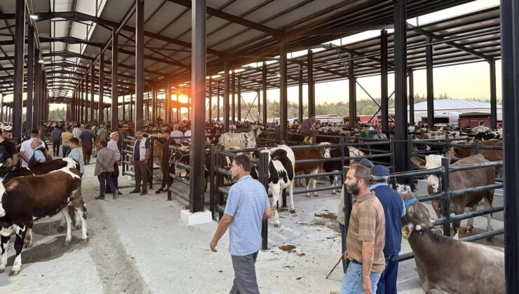 Havsa Canlı Hayvan Pazarı açılıyor