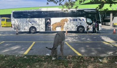 Eşeğin yaptığına bak!