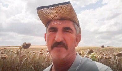 Elveda ayçiçeği