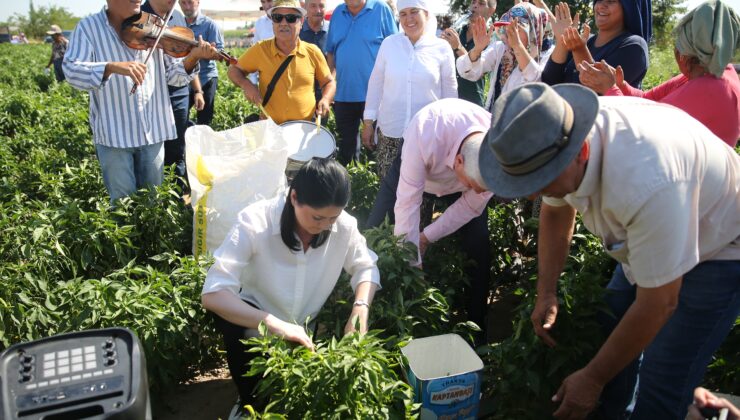 Acı biberde eğlenceli hasat