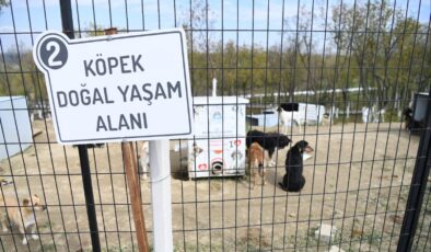 2 bin sahipsiz köpek kalıyor