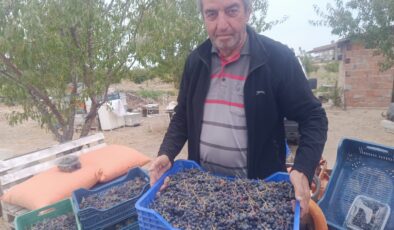 Aronya meyvesi ilgi görüyor