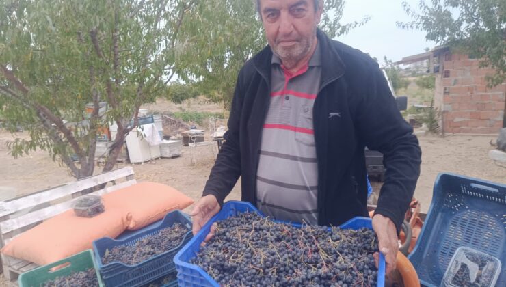 Aronya meyvesi ilgi görüyor