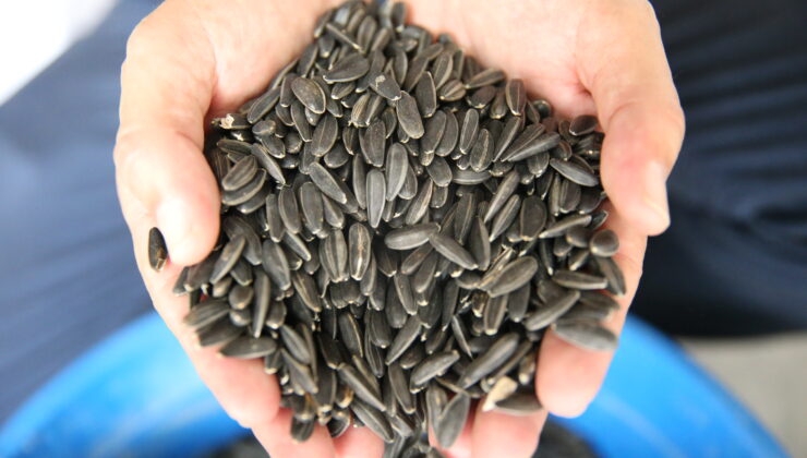 ‘Karaduman’ artık daha güçlü