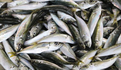 İstavrit yüzleri güldürdü