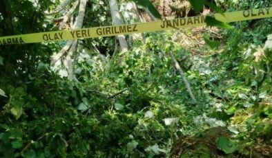 Kestiği ağacın altında kaldı