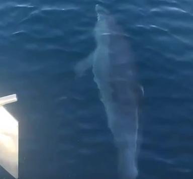 Yunuslar tekneye eşlik etti