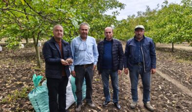 Ceviz hasadı başladı