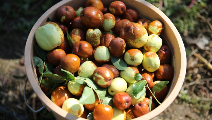 Edirne’de hünnap üretimi artıyor