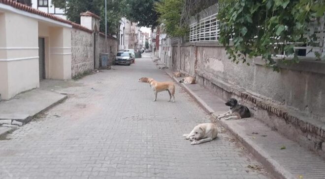 Okul çevresindeki köpekler korkutuyor
