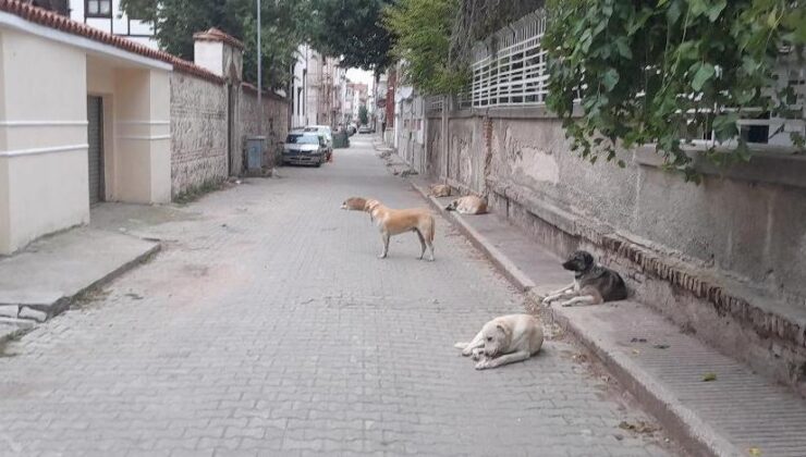 Okul çevresindeki köpekler korkutuyor