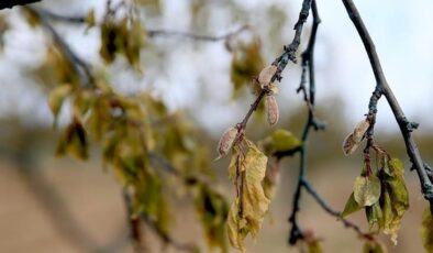 Zirai dondan etkilenen üreticilere destek