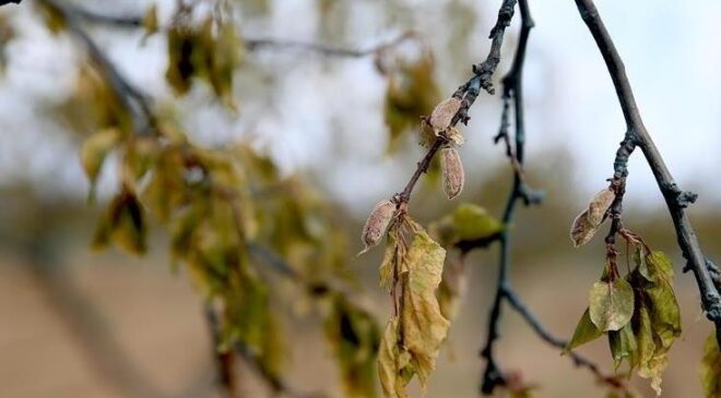 Zirai dondan etkilenen üreticilere destek