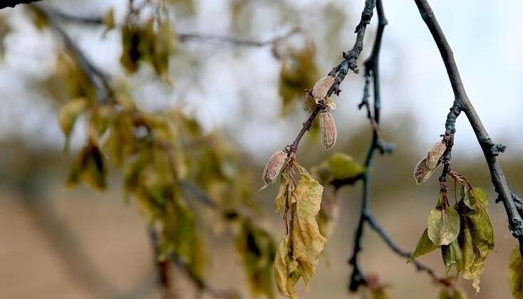 Zirai dondan etkilenen üreticilere destek
