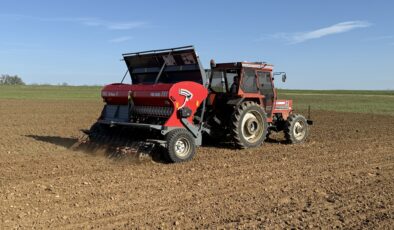 Kuraklığa karşı nohut ekildi