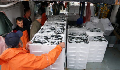 Denizde istavrit bolluğu