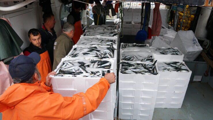 Denizde istavrit bolluğu