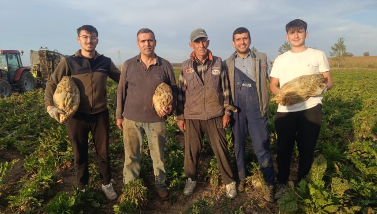 Pancar hasadı devam ediyor