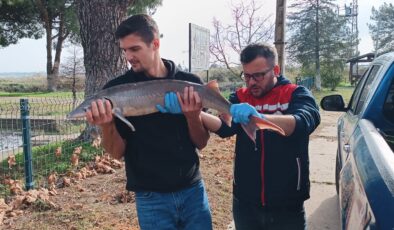 Meriç Nehri’nde yakalandı
