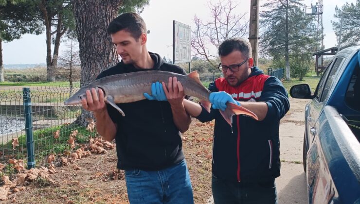 Meriç Nehri’nde yakalandı