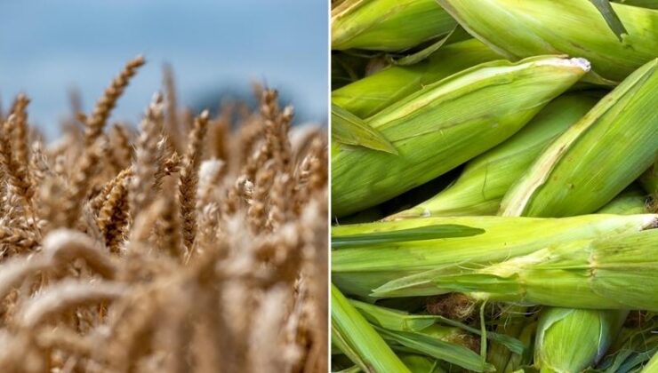 Arpa ve mısır ithalatında tarife kontenjanı artırıldı