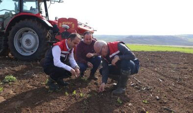 Buğdaya kuraklık testi