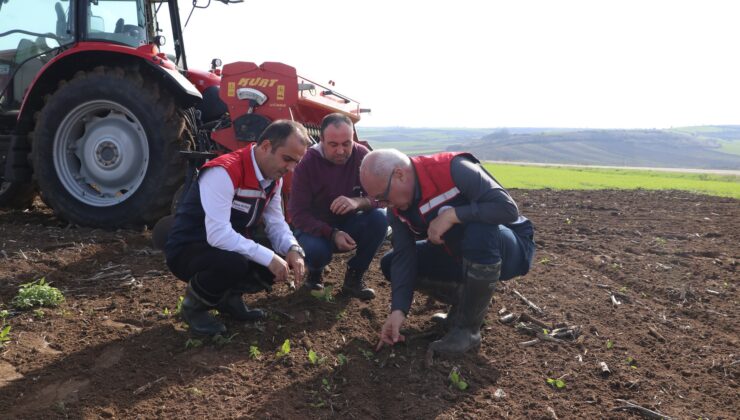 Buğdaya kuraklık testi