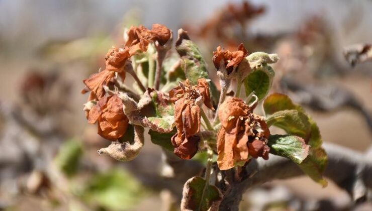 Çiftçilere 798 milyon lira destek