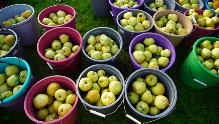 Havsa’da meyvecilik artıyor