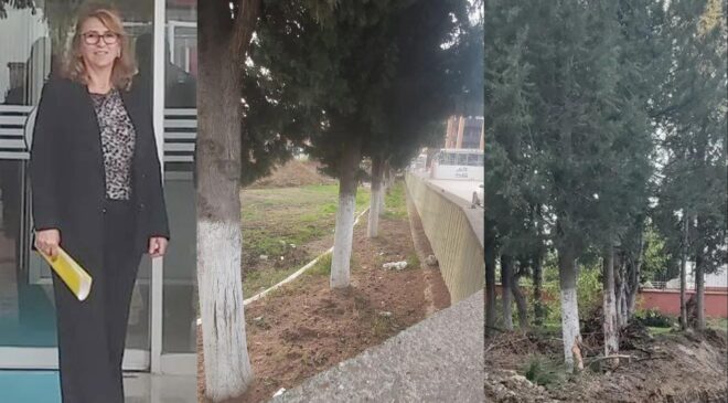 ‘Okul bahçesindeki ağaçlar kesilmesin’