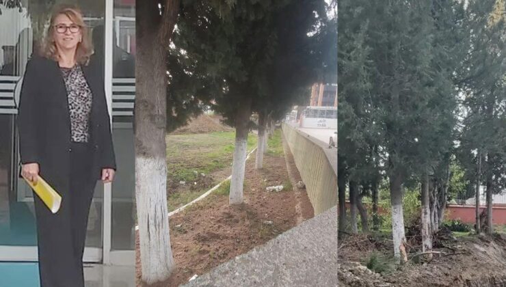 ‘Okul bahçesindeki ağaçlar kesilmesin’